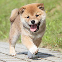 健健のファンティア (健健)