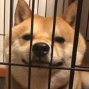 狗ファンクラブ (狗)