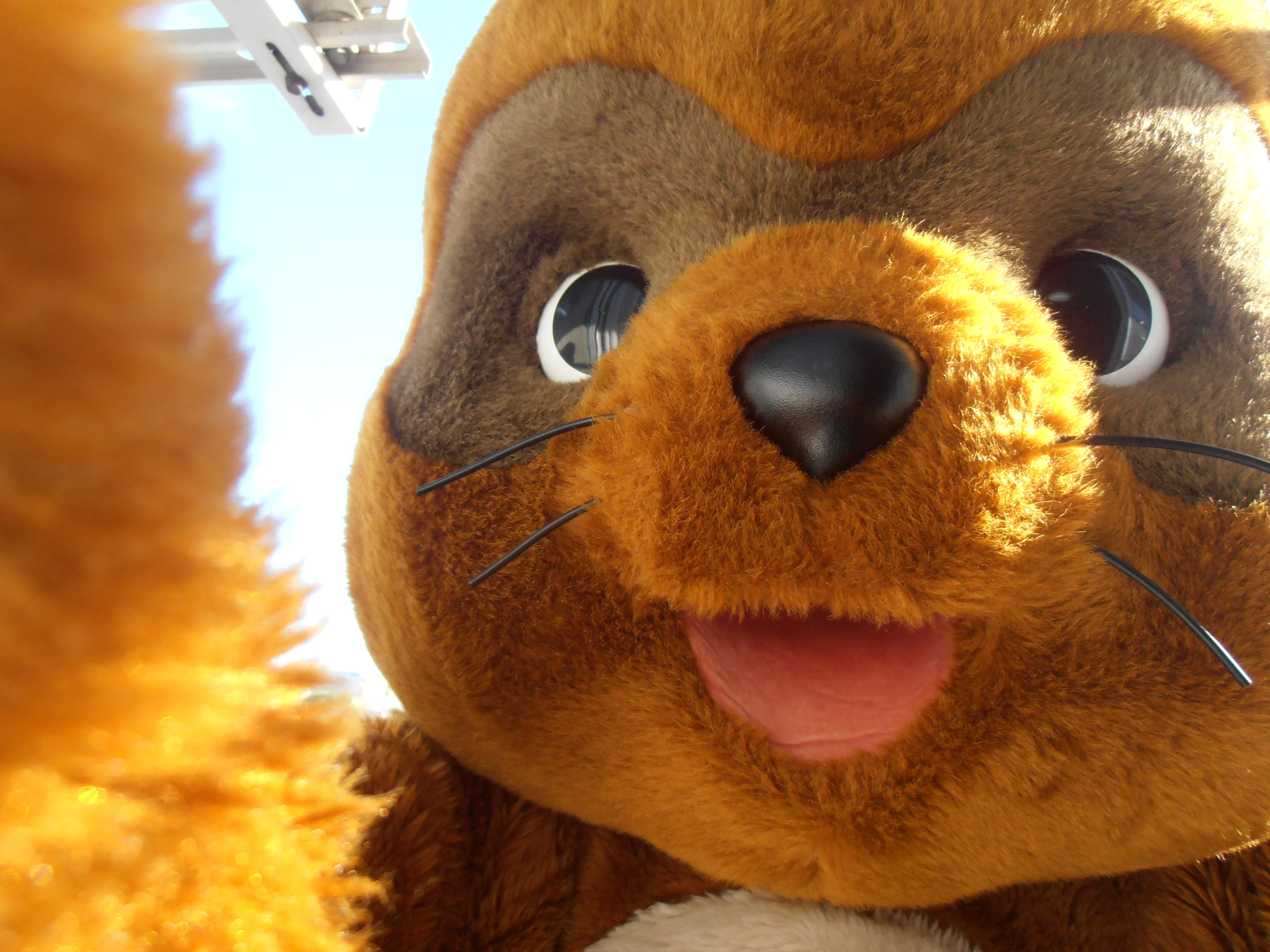 Necky fursuit club (Necky)