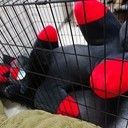 荒巻の着ぐるみ部屋 (aramaki)