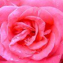 恵子の花びら (真宮寺恵子)
