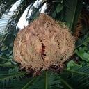 井出遊鬼の館 (井出 遊鬼)