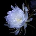 隠し扉の向こう側 (- 六華 𝑟𝑖𝑘𝑘𝑎 -)