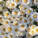 9月で活動やめます (温泉女子風凪マリ)