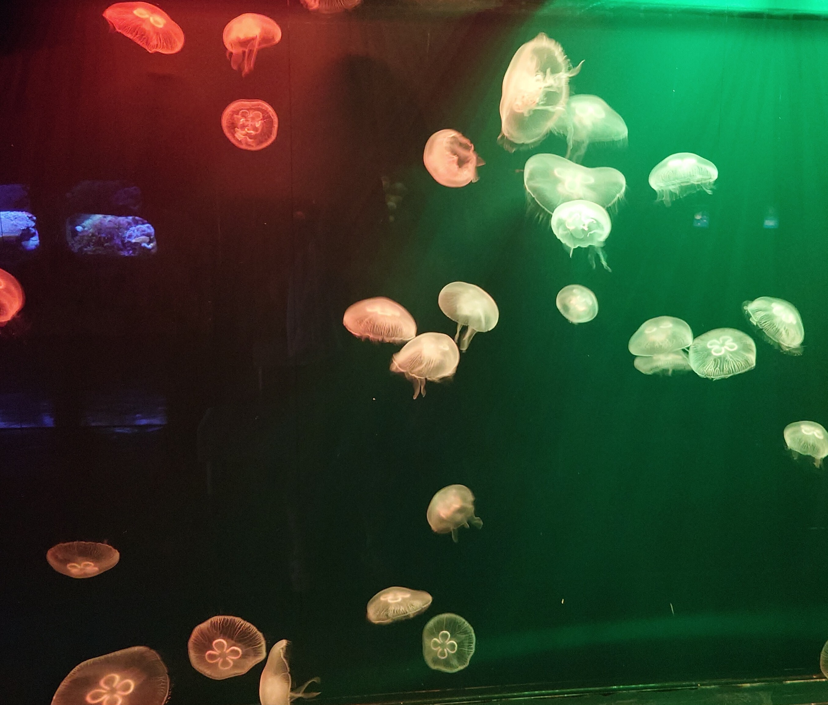 たちぎの承認欲求 (たちぎ)