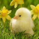 FLUTTER🕊️ (雛鳥)