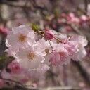 桜結びのえっちぃ小説置き場 (桜雨ゆか)