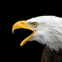 同人音声サークル『OHOGOE』 (わしすけ(@wasisuke_2nd))