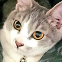 みるちゃんのごはん🐱