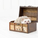 プラチナ探検家プラン