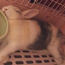 ワンカッパー&ブルーシーター