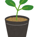 野菜の苗プラン