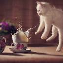 百舌鳥さんびっくりプラン