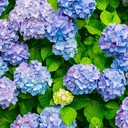 あじさいプラン
