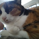 チュール2本プラン