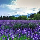 ラベンダープラン