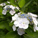 チャーミープラン