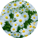 ご支援  ❀ Patron plan❀