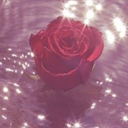 ROSE🌹