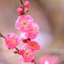 支援プラン・梅コース