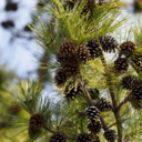 支援プラン・松コース