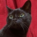 ルーキーコース