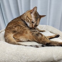 またたびプラン