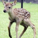 バンビちゃんプラン