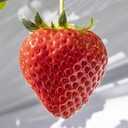 ファーム見学プラン🍓