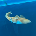 ノーマルプラン