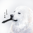 きまえがイーヌ🐶プラン