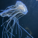 スーパープラン