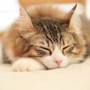無料プラン