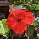 ハイビスカス🌺