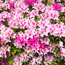 チャーミープラス＋