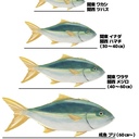ワラサ🐟🐟