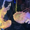 ハイパープラン