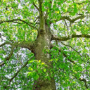 がちえち💗乳首見せプラン