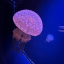 ノーマルプラン＋