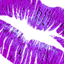 🐺先走り汁プラン