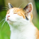 三毛猫プラン
