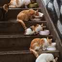 猫に埋もれてすややかプラン
