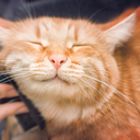 この世のすべてが猫プラン