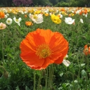 ポピープラン(無料)