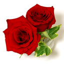 赤いバラプラン