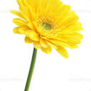 黄色のガーベラプラン