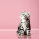 子猫とお話プラン