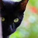 黒猫プラン