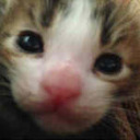 猫プラン