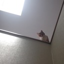 無料プラン